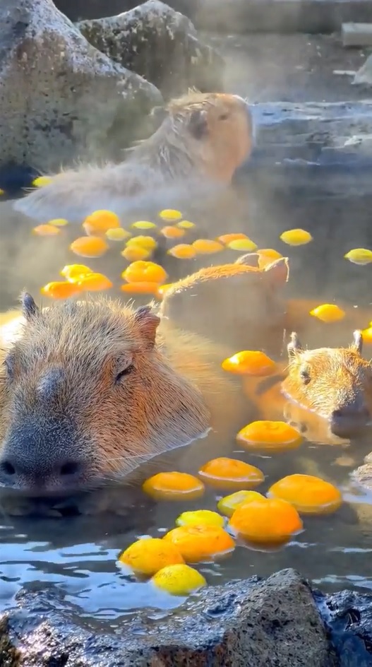 Image de remplacement